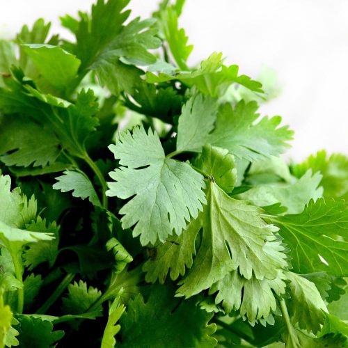 CILANTRO